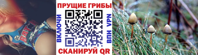 Галлюциногенные грибы Magic Shrooms  Купить  Карачев 